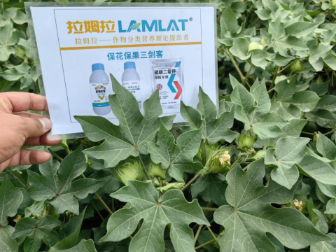葉面肥廠(chǎng)家,棉花種植,翠姆水溶肥