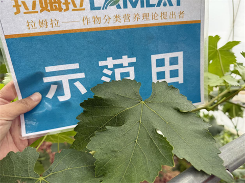 水溶肥廠(chǎng)家,葡萄種植,拉姆拉滴灌級(jí)特種肥