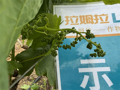 水溶肥廠(chǎng)家,葡萄種植,拉姆拉滴灌級(jí)特種肥